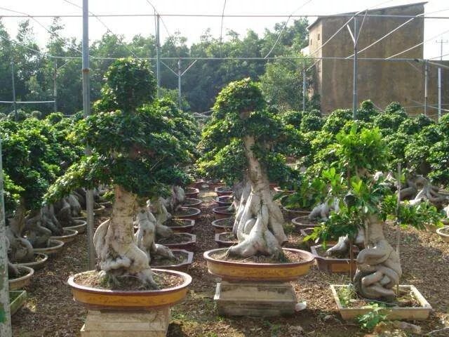 人参榕树盆景怎么养_人参盆景养榕树好不好_人参盆景养榕树好吗