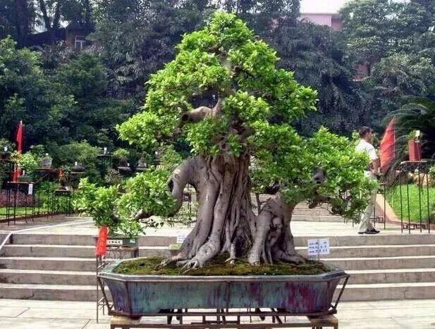人参盆景养榕树好不好_人参盆景养榕树好吗_人参榕树盆景怎么养