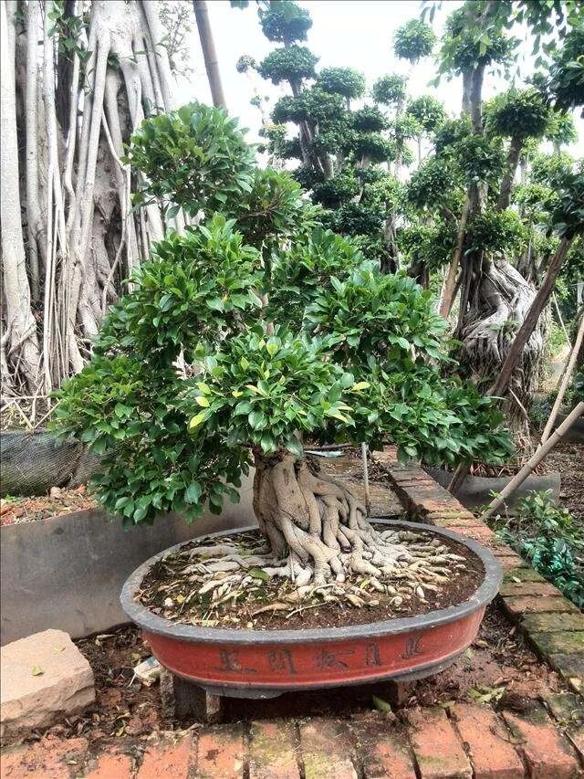 人参盆景养榕树好吗_人参盆景养榕树好不好_人参榕树盆景怎么养