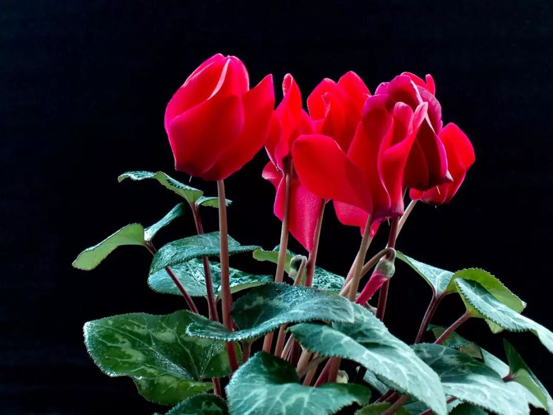 花在叶间起舞 盛开时让人沉醉 幽涵居舍 微信公众号文章阅读 Wemp