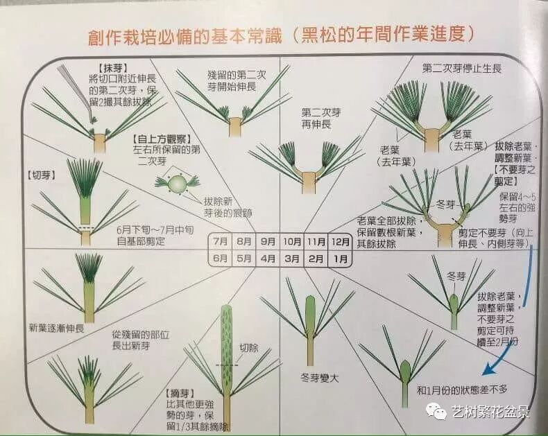 黑松的年间管理 兰花小镇 微信公众号文章阅读 Wemp