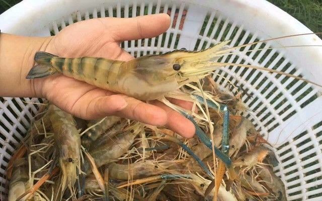 种草也是技术活,斗门罗虾养殖盈利模式推荐哦!