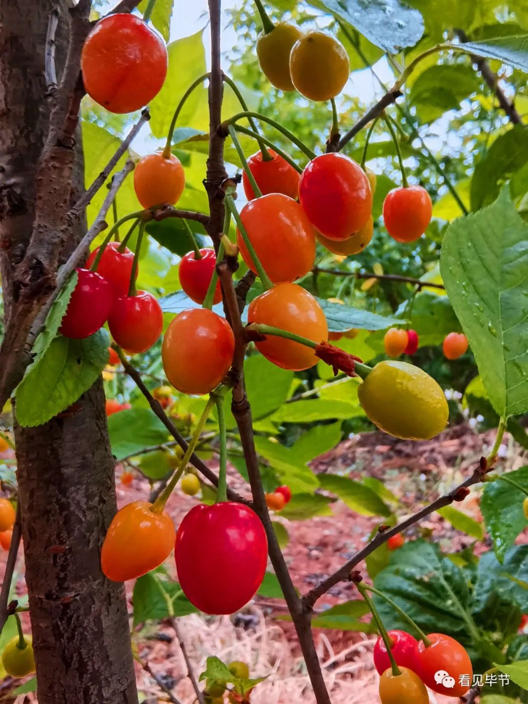 毕节总溪河玛瑙红樱桃图片