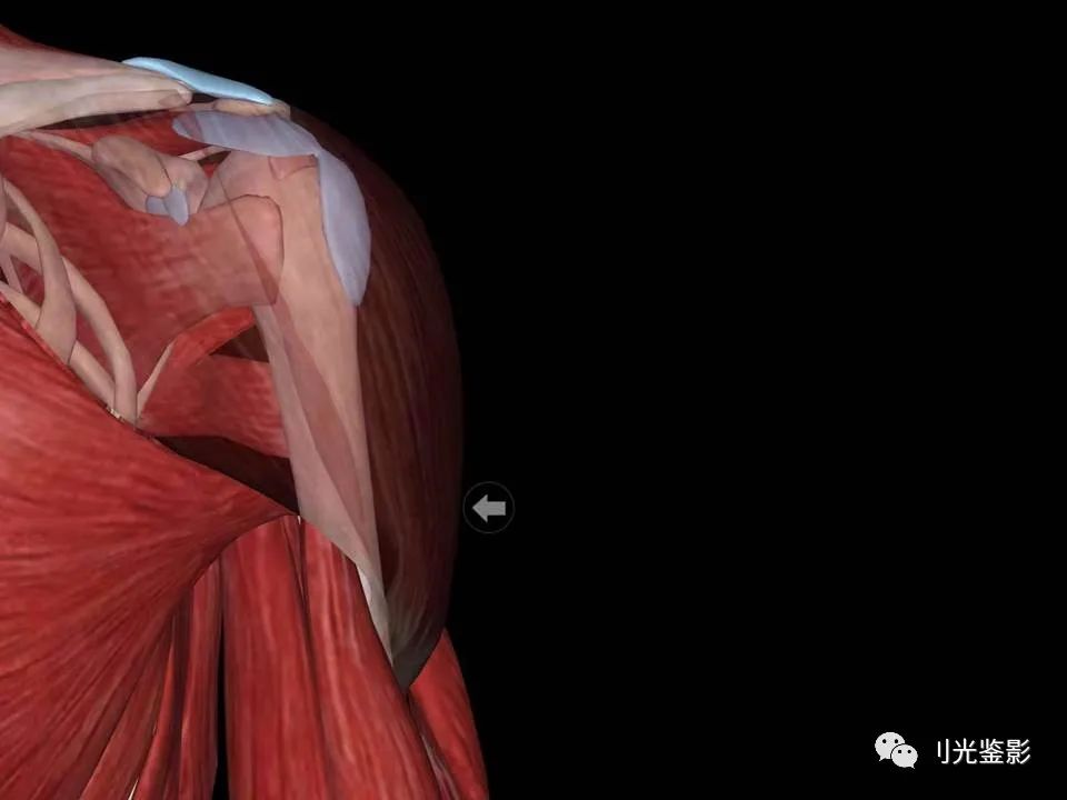 肩关节MRI解剖肩袖损伤诊断技巧--对应动图，效果超赞