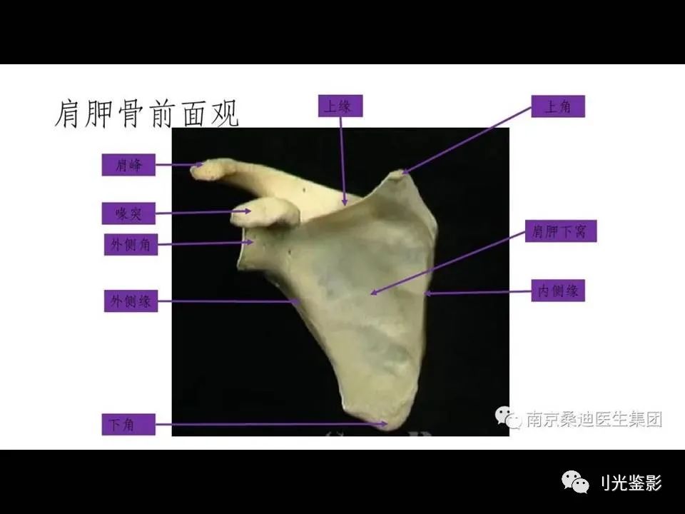 肩关节MRI解剖肩袖损伤诊断技巧--对应动图，效果超赞