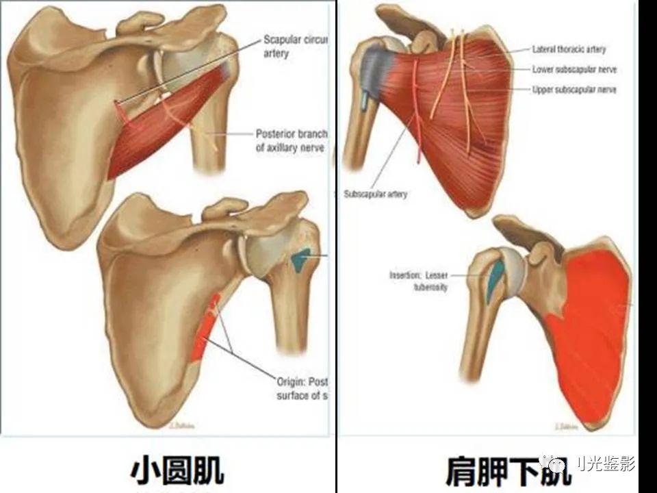 肩关节MRI解剖肩袖损伤诊断技巧--对应动图，效果超赞