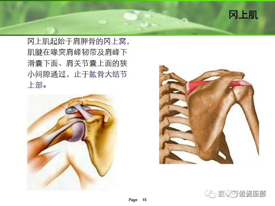 肩关节MRI解剖肩袖损伤诊断技巧--对应动图，效果超赞