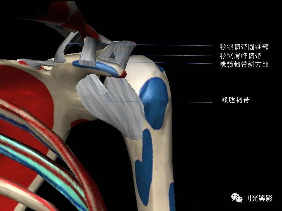 肩关节MRI解剖肩袖损伤诊断技巧--对应动图，效果超赞