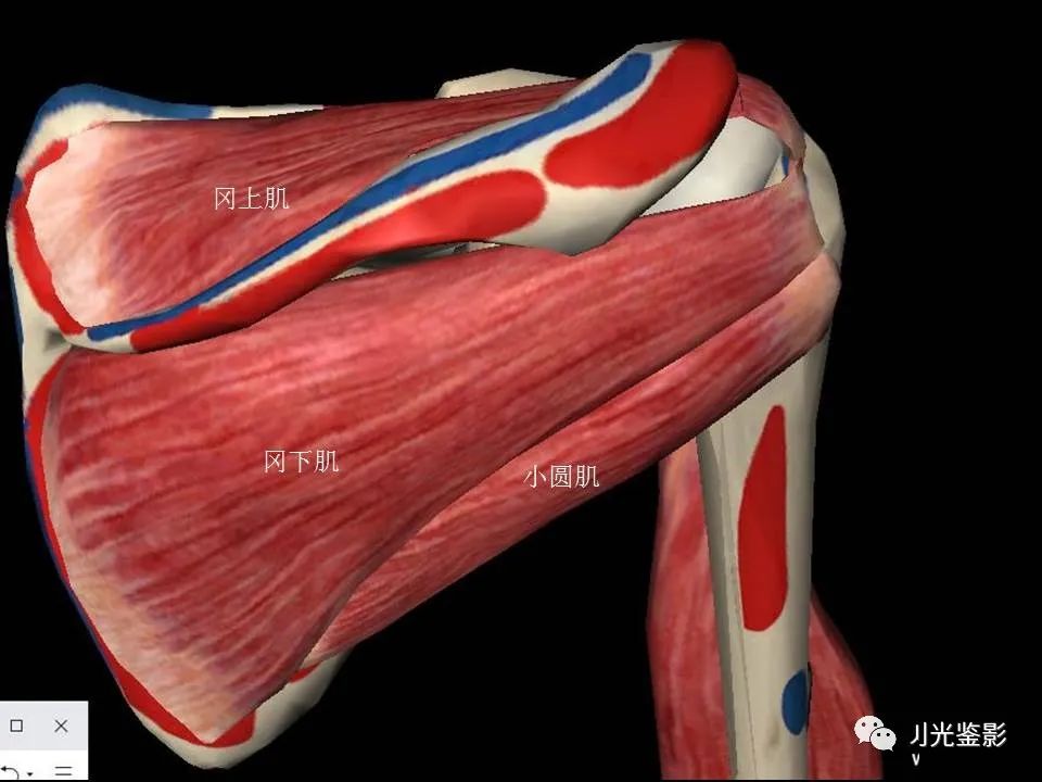 肩关节MRI解剖肩袖损伤诊断技巧--对应动图，效果超赞