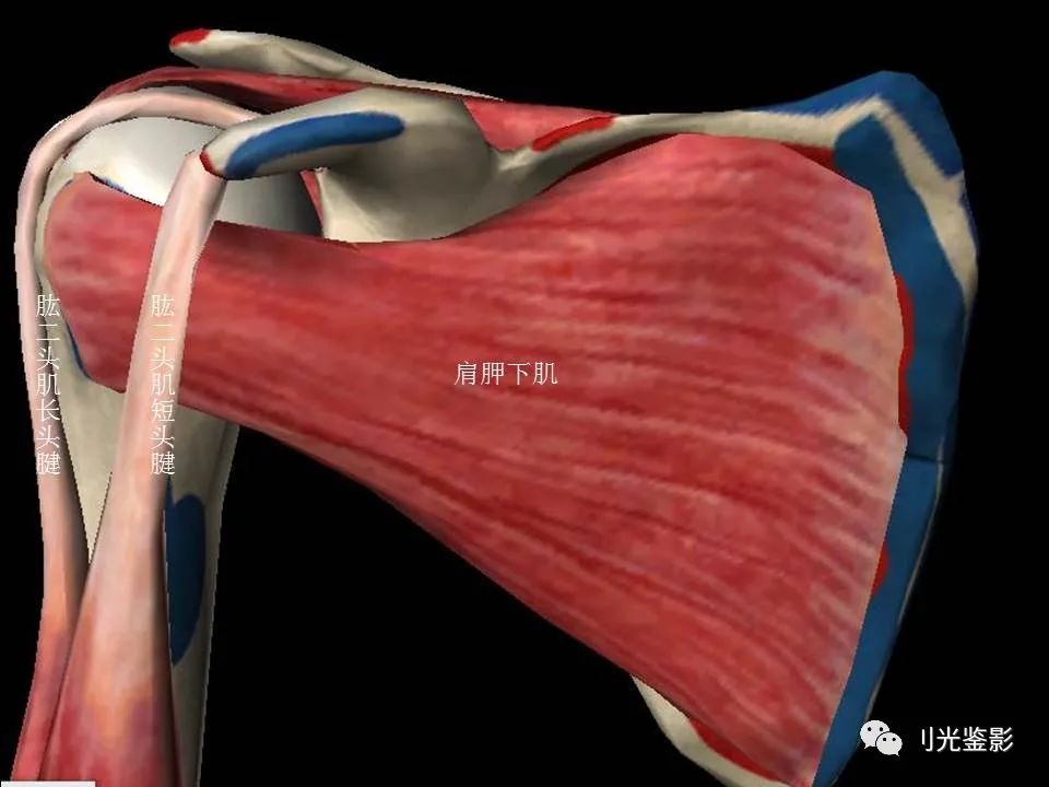 肩关节MRI解剖肩袖损伤诊断技巧--对应动图，效果超赞