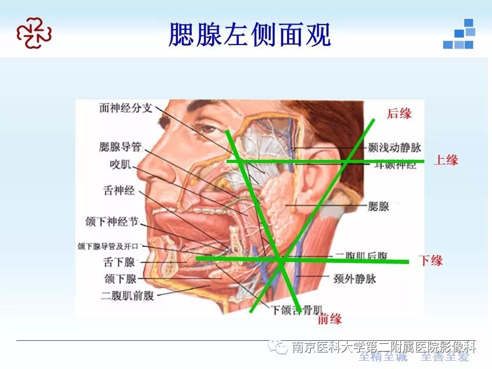 腮腺的位置图图片