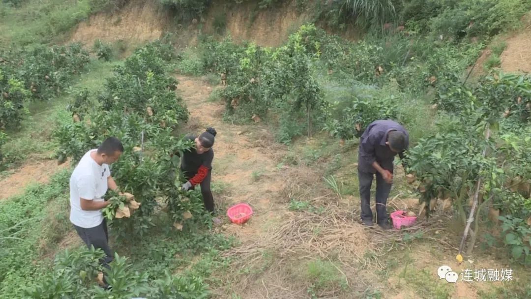 新农业创业项目种植品种_农业经济作物种植项目_新农业创业项目有哪些