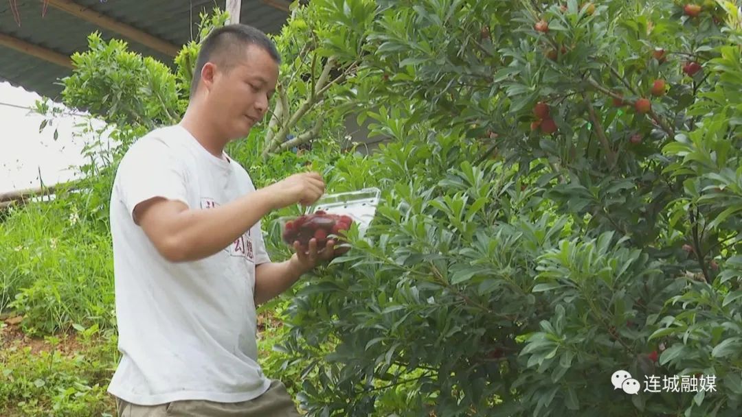 新农业创业项目种植品种_新农业创业项目有哪些_农业经济作物种植项目