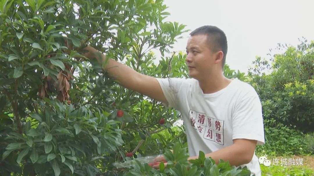 新农业创业项目种植品种_农业经济作物种植项目_新农业创业项目有哪些