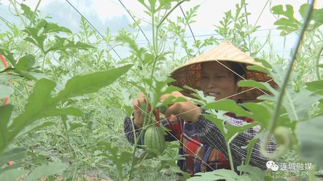 农业经济作物种植项目_新农业创业项目有哪些_新农业创业项目种植品种