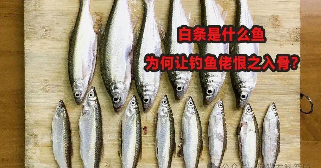 白条是什么鱼，为何让钓鱼佬恨之入骨？它真的没有优点吗？