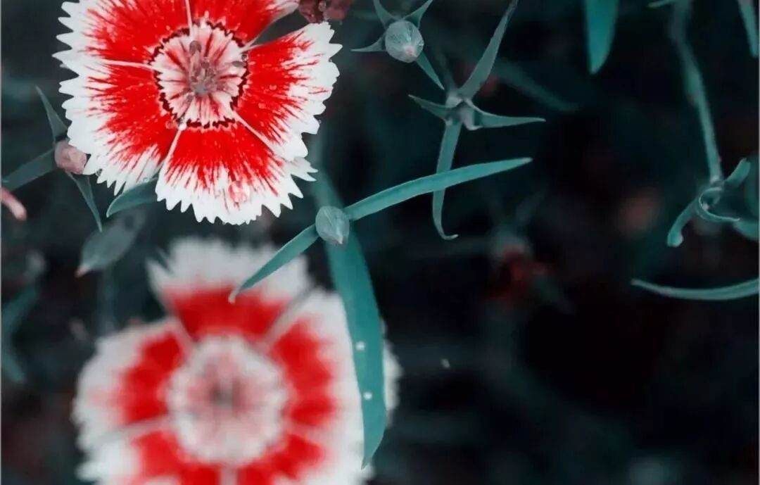 【夜听】生命是值得尊重和骄傲的