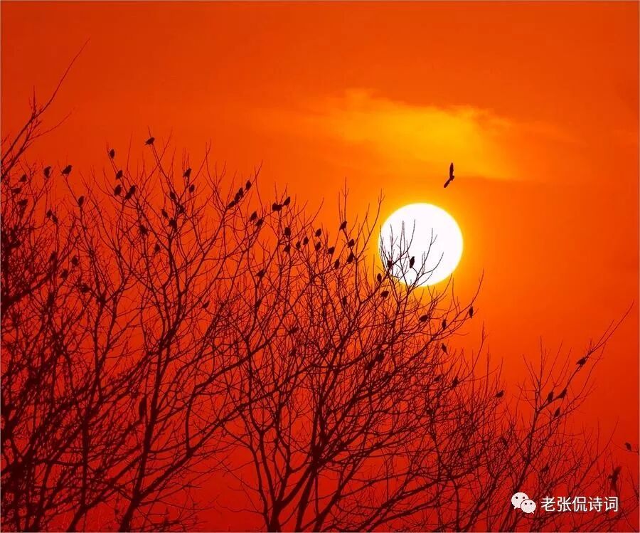 白居易字_白居易字什么有什么之称_白居易字号什么居士