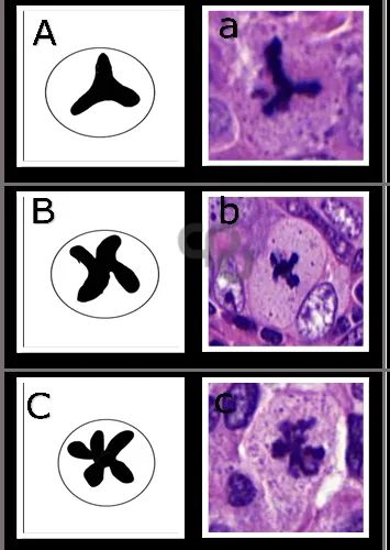 digital pathology_digital pathology_digital pathology