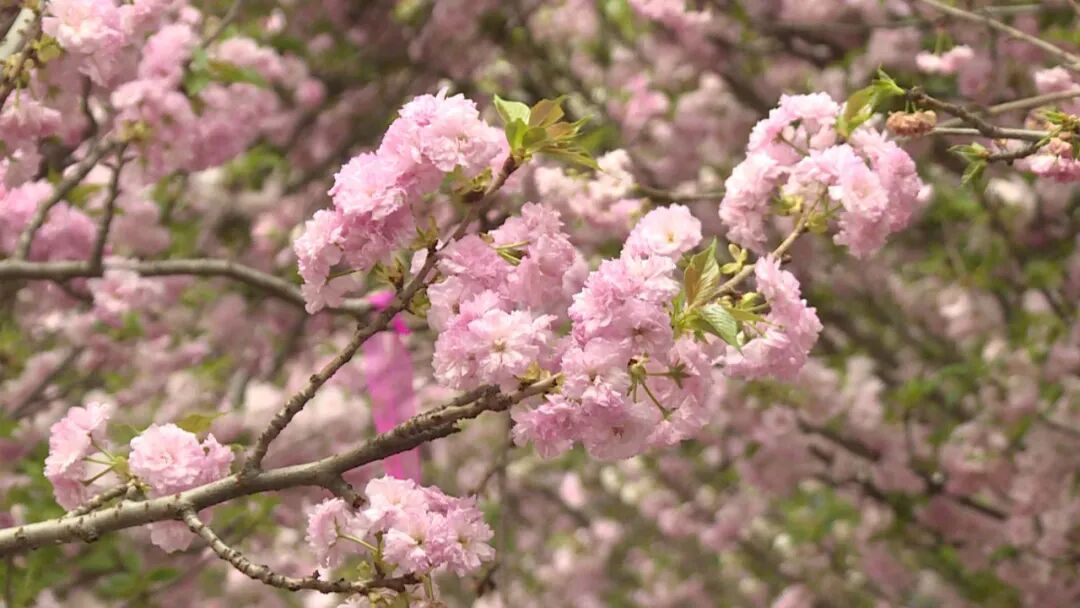 阳东松鼠王国乐园浪漫樱花季来到