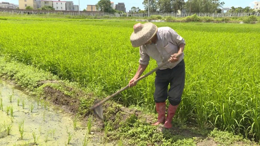 农业部门提醒晚稻进入发育期要加强病虫害防治