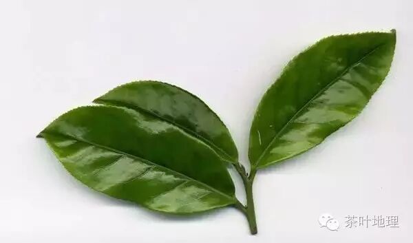 五步鉴定凤凰单丛品质高低这么做就对了茶小课