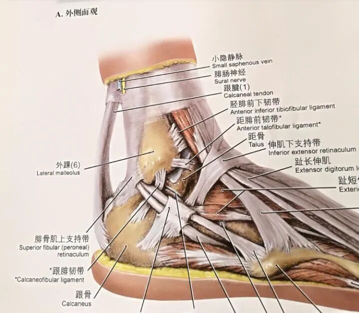 冲击波治疗效果怎么样体外冲击波治疗颈肩腰腿痛效果好_https://www.jmylbn.com_新闻资讯_第9张