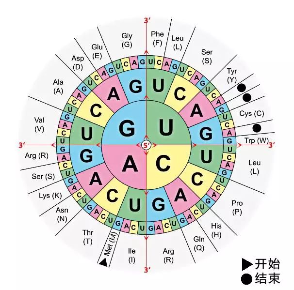 基因探索dna也会玩音乐科学家用音乐解开遗传基因密码