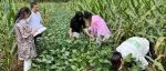 成县农技中心开展2022年大豆玉米带状复合种植及单作玉米、单作大豆田间测产工作