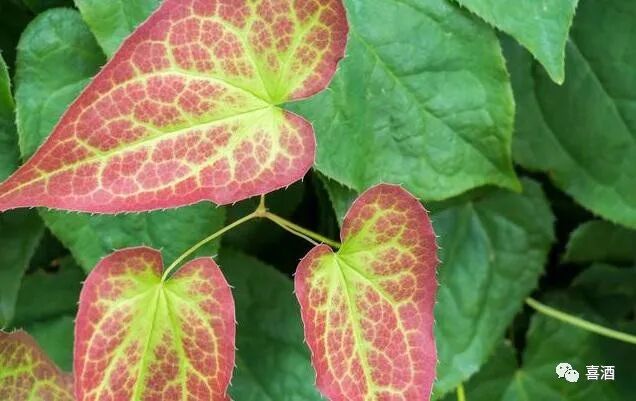 淫羊藿泡酒有什么功效？如何泡酒功效最佳？药学专家告诉你答案