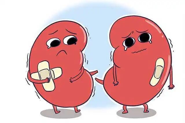 利眠贴怎么贴肾病患者抓住“三伏”黄金期，冬病夏治调养健康体魄_https://www.jmylbn.com_新闻资讯_第4张