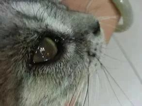 猫咪流眼泪 分泌物增多 有可能是患了这些眼部疾病 宠维宠物俱乐部 微信公众号文章阅读 Wemp