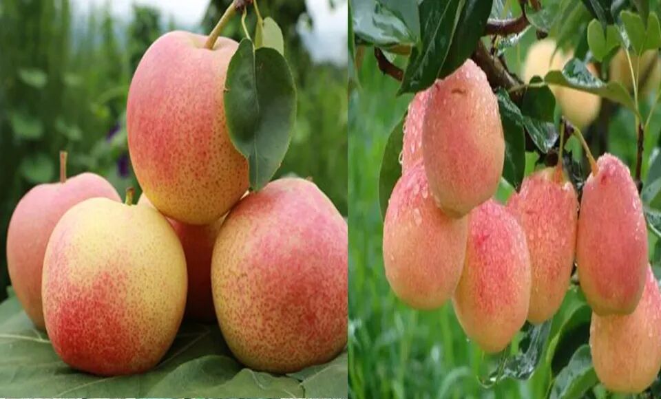 川滇明珠网｜果似火把味清甜！会东这颗高原珍果香飘四方插图