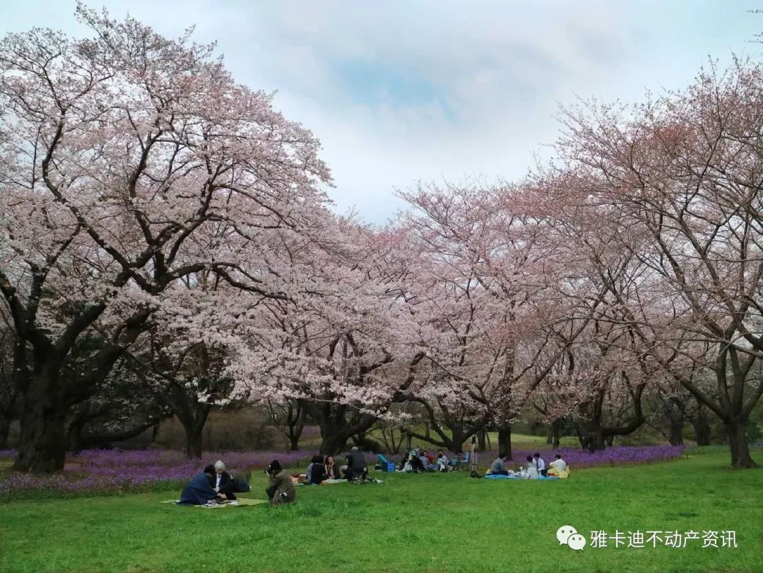 樱花七日 19东京都内赏樱10大景点推荐 雅卡迪不动产资讯 微信公众号文章阅读 Wemp