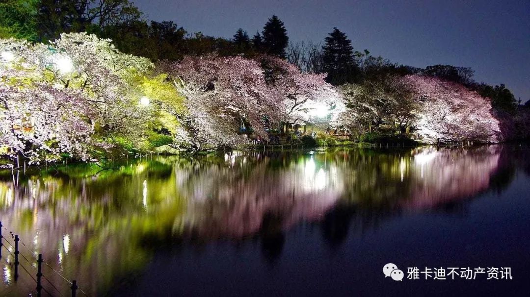 樱花七日 19东京都内赏樱10大景点推荐 雅卡迪不动产资讯 微信公众号文章阅读 Wemp