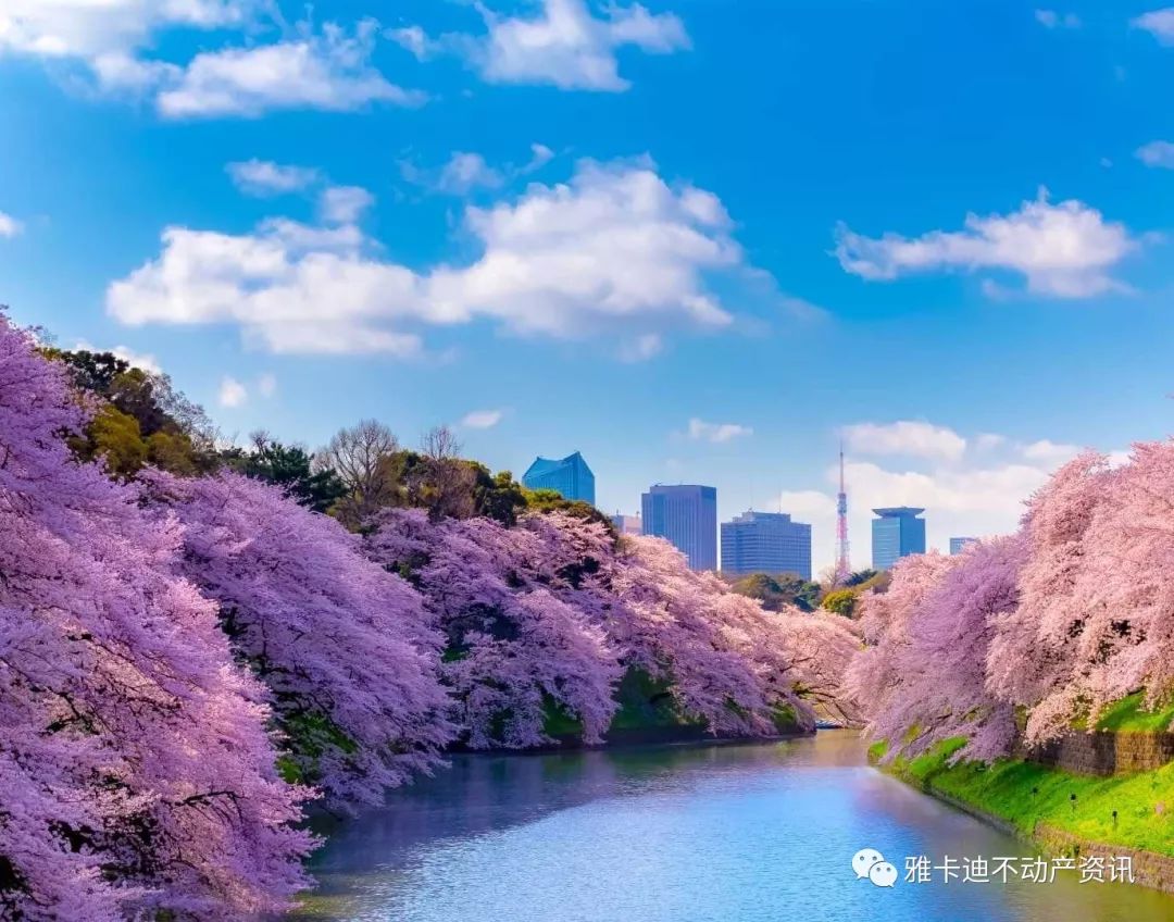 樱花七日 19东京都内赏樱10大景点推荐 雅卡迪不动产资讯 微信公众号文章阅读 Wemp