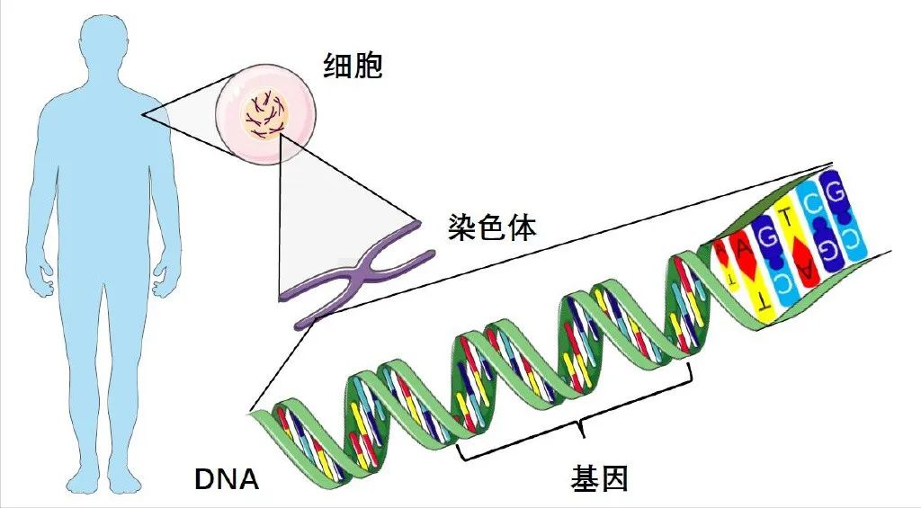 染色体试管_试管染色体检查结果解读_9号染色体倒位必须做试管吗