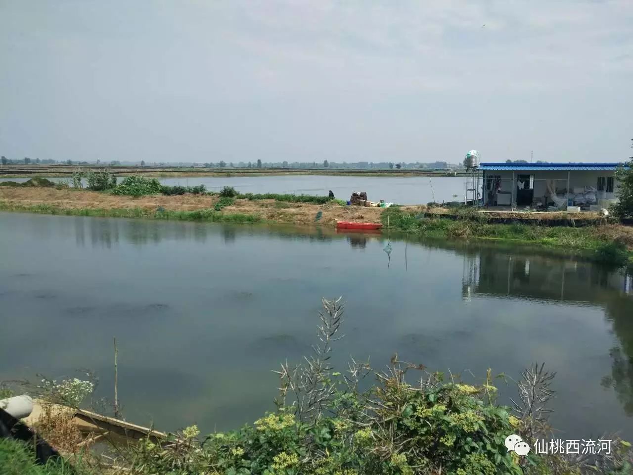 6月18日 微风徐徐,绿意盎然,位于西流河北口村湖区的"湖乡"虾蟹套养