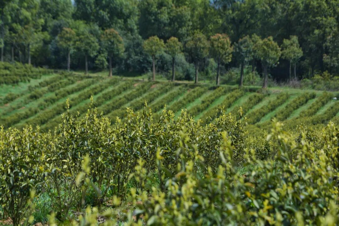 67君山银针全国合伙人招募公告