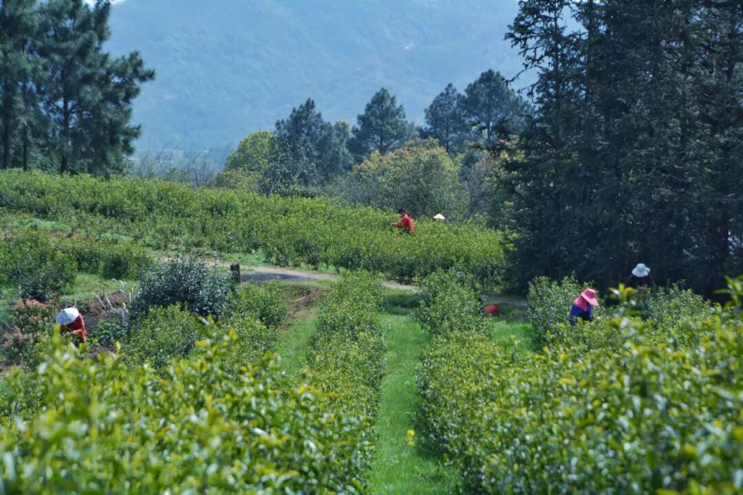 67君山银针全国合伙人招募公告