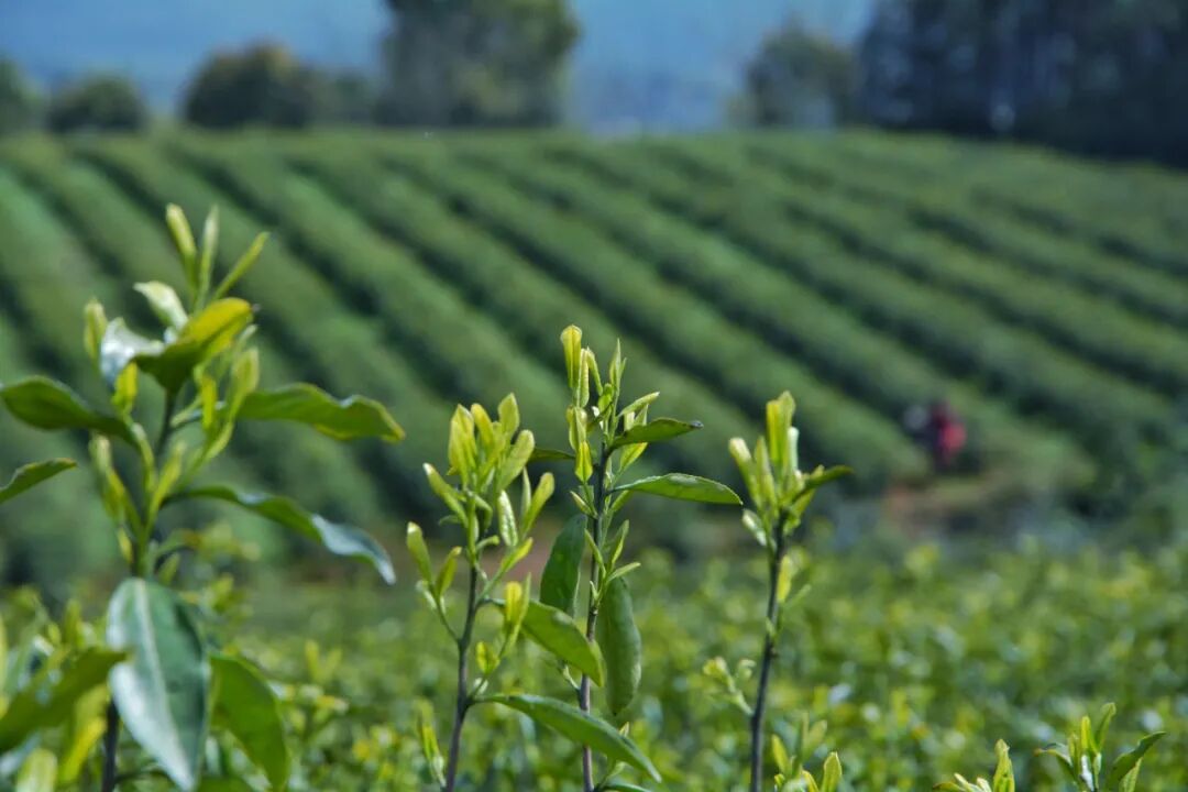 67君山银针全国合伙人招募公告