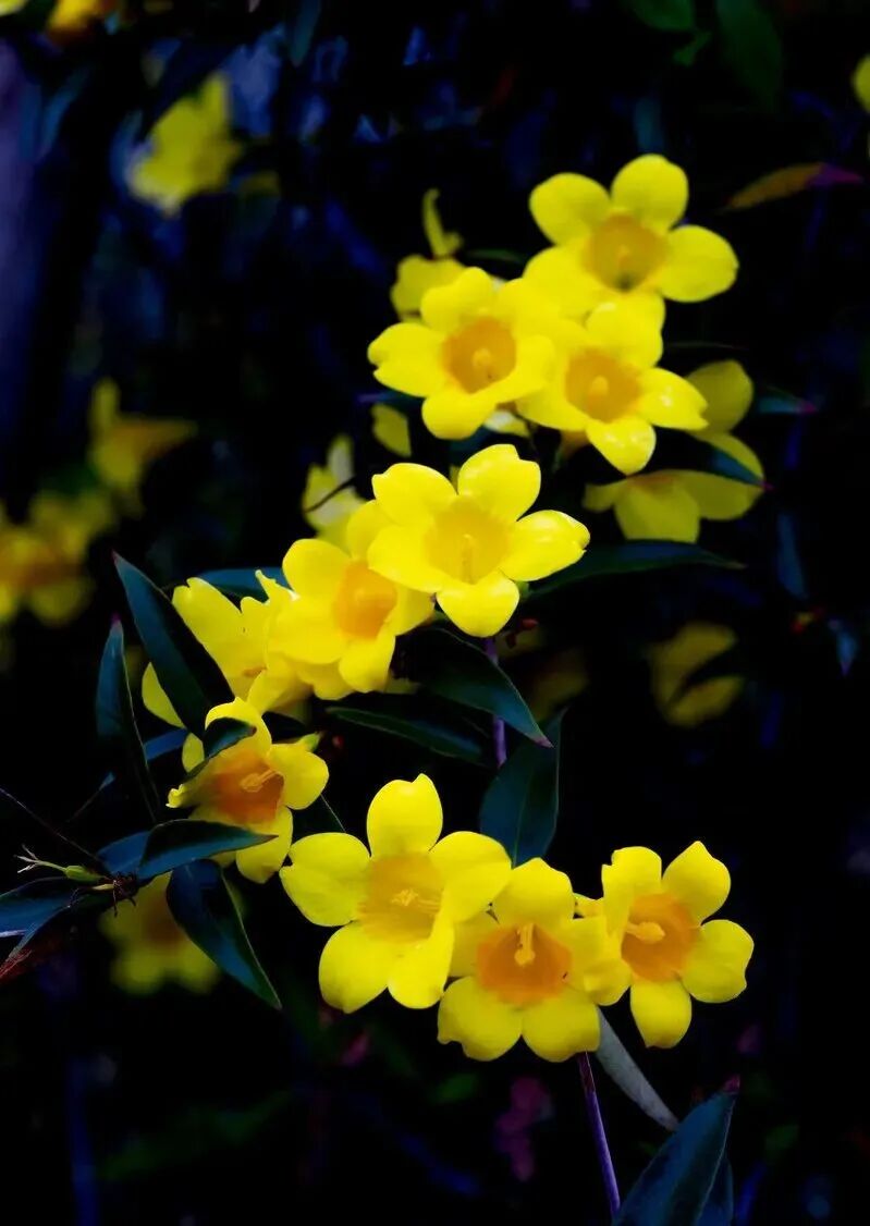 毒性很强的 网红花 它虽好看 商家却对它的毒性闭口不提 养花之家 微信公众号文章