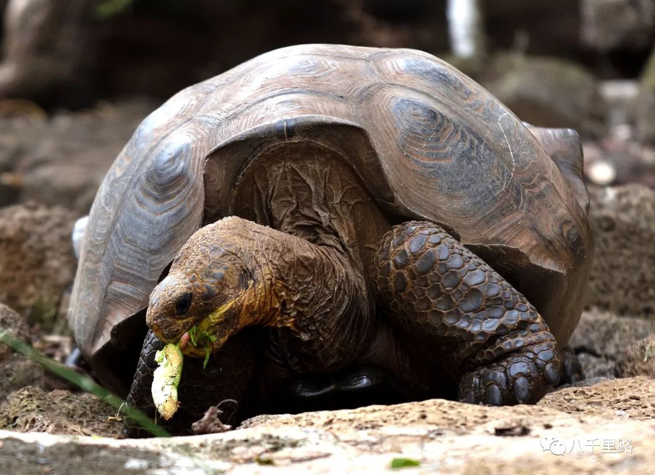 龟岛(galápagos islands)行迹之 santa cruz 岛上的欢乐颂