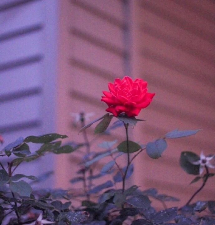 做人，别失信，别忘恩，别伤人心！