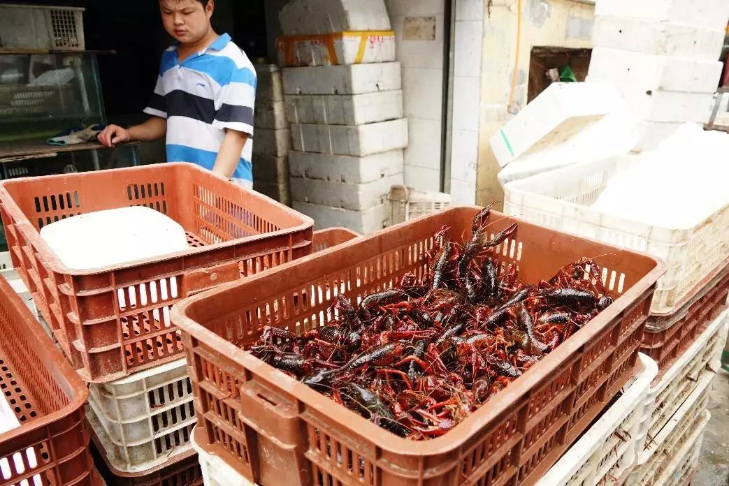 武汉小龙虾市场价暴涨,都是因为