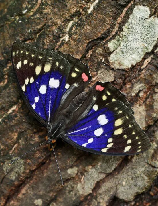 大紫蛱蝶证件照傅达讲解大紫蛱蝶现实中的大紫蛱蝶(图@刺儿)no.