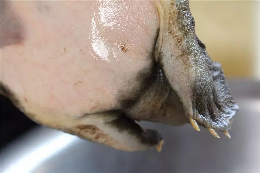 甲鱼底板如同被养得充满灵气的玉镯,血管清晰可见,肉质红润有光泽.