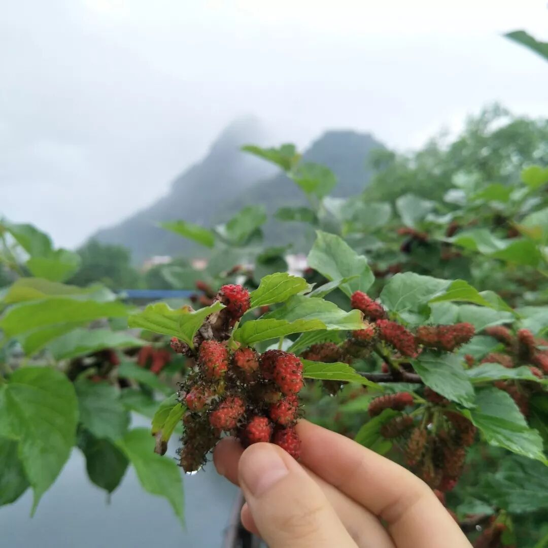 人间四月天——鑫辰科技广西旅游