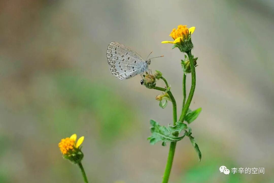 180311精神健康讲记05——先天体质与自我调理