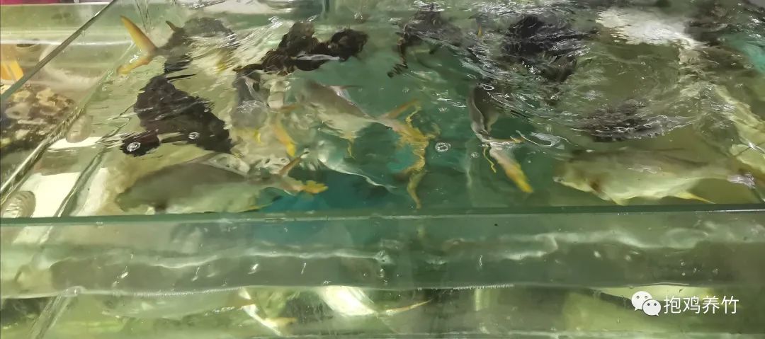 飞鹤茁然上火吗_飞鹤奶粉茁护怎么样_飞鹤茁然为什么不建议多喝